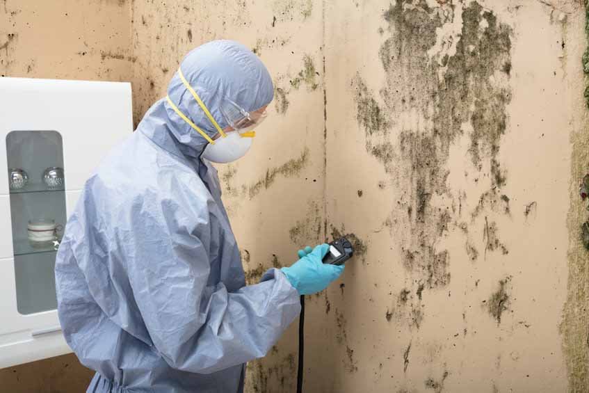 Mold Remediation Companies